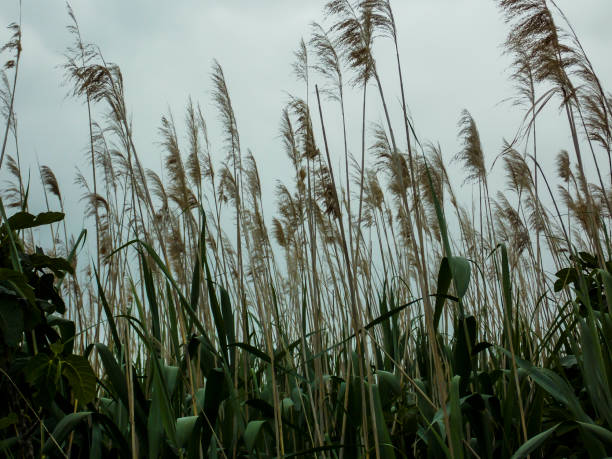 istock Common Reeds Growing Wallpaper Background. 1243358602