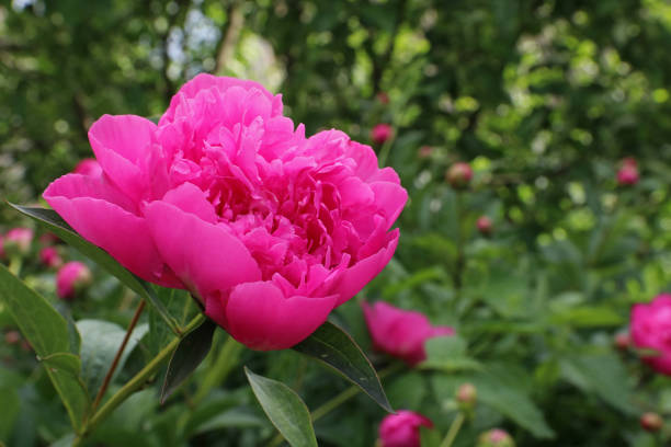 istock Pink flower peony flowering on blurred background. 1243362491