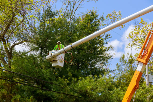 istock Spring cutting tree care pruning by the man standing on crane lifting platform of the hydraulic 1243362502