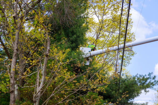 istock Professional landscapers spring pruning of trees with a chainsaw, standing on a platform of mechanical lift 1243362532