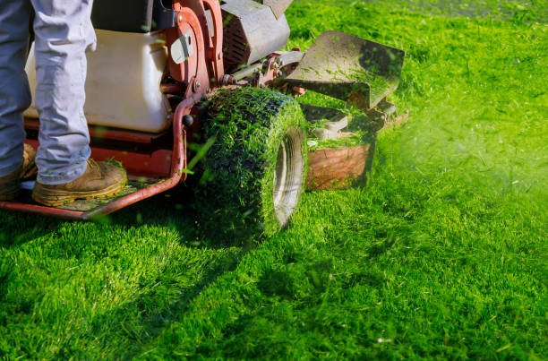 Cutting the grass gardening activity, lawn mower cutting the grass. stock photo