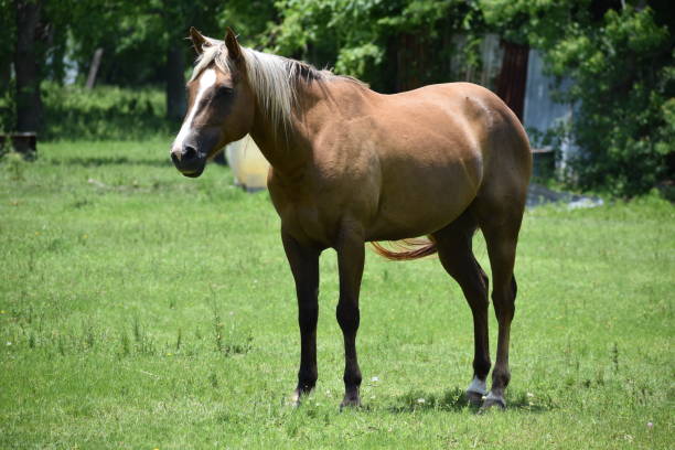 istock A beautiful horse in Houston TX 1243366892