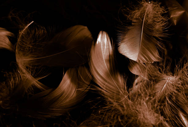 istock Beautiful abstract white and brown feathers on black background and soft yellow feather texture on white pattern and yellow background, feather background, gold feathers banners 1243371370