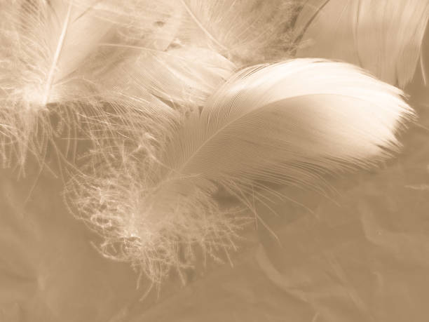 istock Beautiful abstract white and brown feathers on white background and soft yellow feather texture on white pattern and yellow background, feather background, gold feathers banners 1243371897