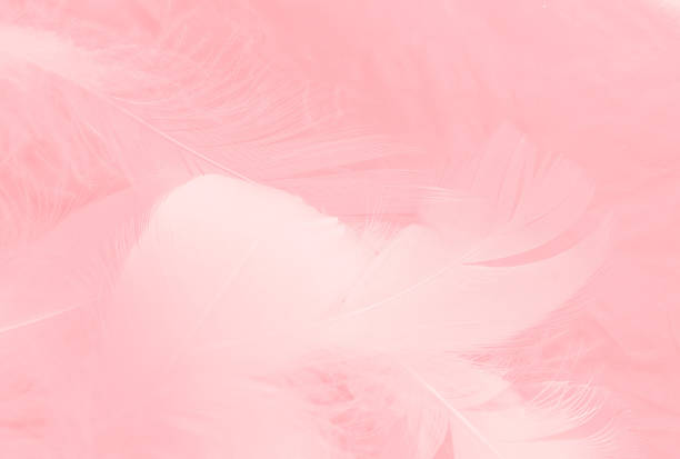 istock Beautiful abstract white and pink feathers on white background and soft white feather texture on pink pattern and pink background, feather background, pink banners 1243371899