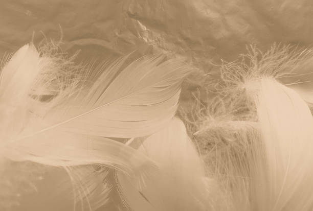 istock Beautiful abstract white and brown feathers on white background and soft yellow feather texture on white pattern and yellow background, feather background, gold feathers banners 1243371907