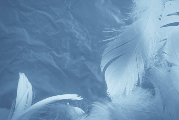 istock Beautiful abstract colorful white and blue feathers on white background and soft white feather texture on blue pattern and blue background, feather background, blue banners 1243371911