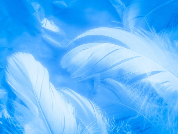 istock Beautiful abstract colorful white and blue feathers on white background and soft white feather texture on blue pattern and blue background, feather background, blue banners 1243371920