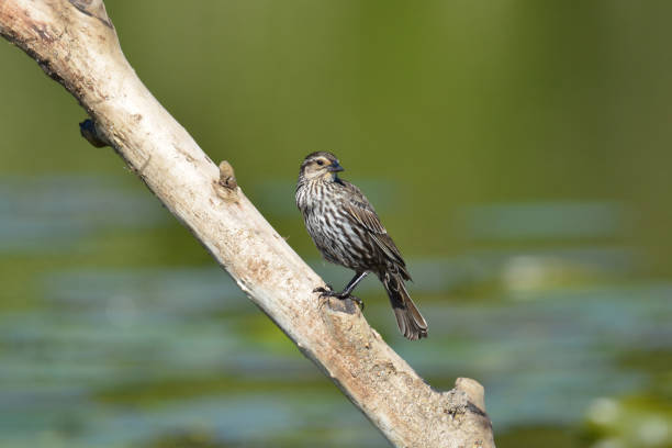 istock Red Winged Blackbird female 1243372447