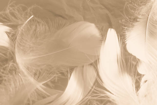 istock Beautiful abstract white and brown feathers on white background and soft yellow feather texture on white pattern and yellow background, feather background, gold feathers banners 1243372462