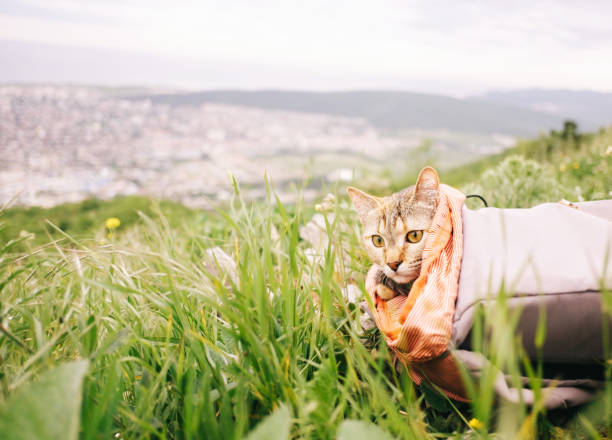istock Traveler cat sitting in a backpack on summer meadow. 1243373547