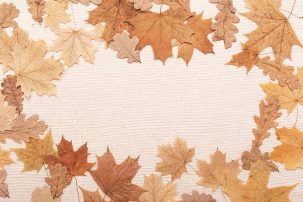istock Autumn fall flat lay concept, thanksgiving day. Yellow leaf. 1243374070