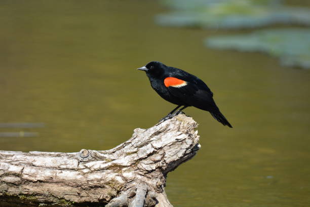 istock Red Winged Blackbird male 1243374081