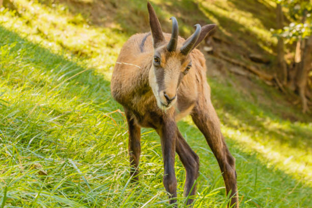 istock the piercing eyes of a chamois surprised while eating 1243379399