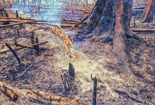 incêndio de desmatamento na amazônia. - deciduous tree tree trunk nature the natural world - fotografias e filmes do acervo