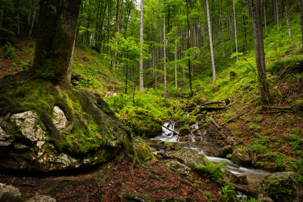 Vogelsang Gorge in Upper Austria on a cloudy day in summer. This is the longest gorge of Upper Austria with a total length of 1.5 km as well as 500 wood and stone steps.