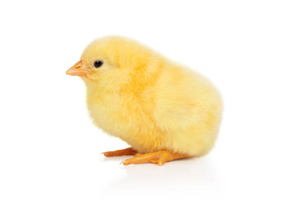 istock portrait of a little chicken on white 1243388522