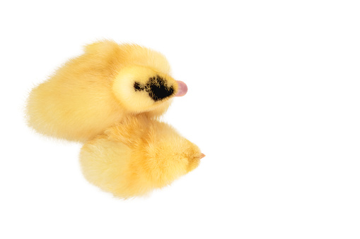 little yellow duckling and chicken stand nearby, top view isolated on white background