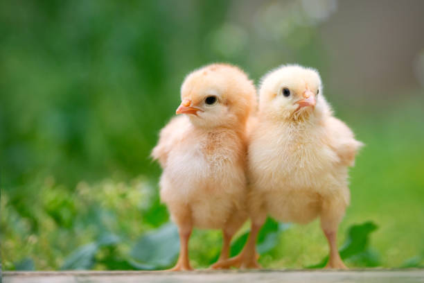 Group of funny baby chicks on the farm stock photo