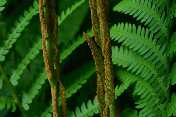 istock Cinnamon fern close-up 1243399606