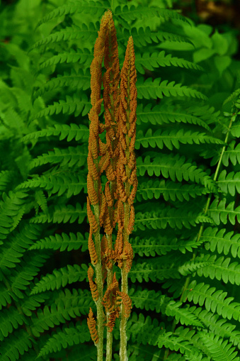 Cinnamon fern in spring in a New England wetland