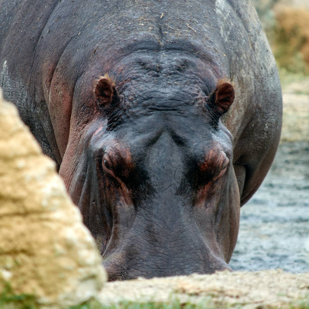 ippopotamus amphibius (also called hippopotamus or water horse) in the river