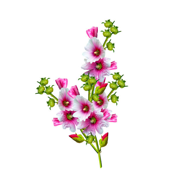 mallow flowers isolated on white background. beautiful flowers
