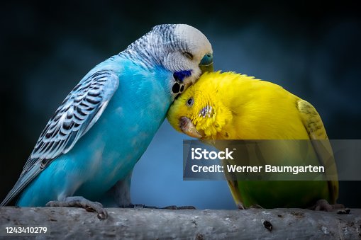 154,894 Love Birds Stock Photos, Pictures & Royalty-Free Images - iStock |  Love birds white background, Valentines love birds, Love birds vector