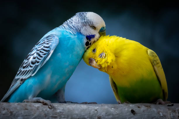 Portrait of two cute cuddling budgies perched on branch with blue background as symbol of love and affection Two cute cuddling budgies perched on branch with blue background as symbol of love and affection budgerigar photos stock pictures, royalty-free photos & images