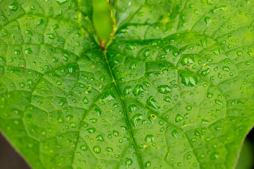green leaf with raindrops.rainy day and plants.