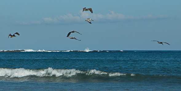 A pelican in mid-flight prepares for a water landing, its wings back and feet extended forward, against a serene ocean backdrop.
