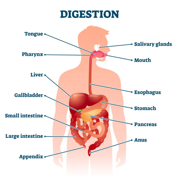 Body Digestion 9,100+ The Human Digestive System Diagram Stock Photos, Pictures ...