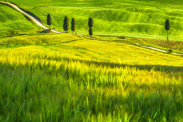 Landscape with a cypresses lined path near Pienza town. Val d'Orcia in Tuscany, Italy, Europe.