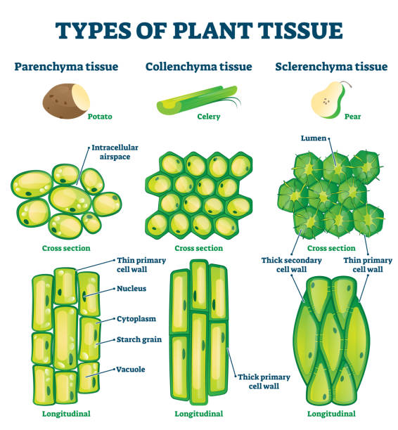 Plant tissue types vector illustration. Labeled educational structure scheme Types of plant tissue vector illustration. Labeled educational structure scheme. Biological closeup with cross section and longitudinal views. Parenchyma, collenchyma and sclerenchyma description info plant cell stock illustrations