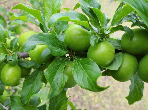 immature fruit of plums on a branch.