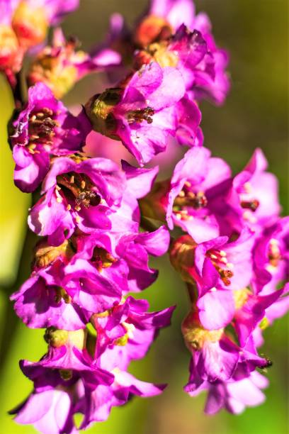 istock Gorgeous bright flowers on a blurry background. 1243434498