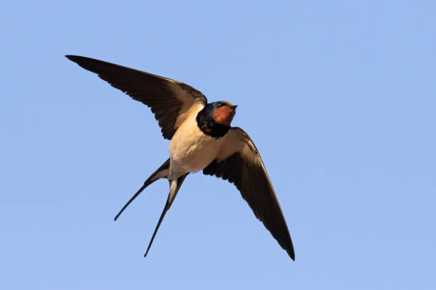 A Barn Swallow (hirundo rustica) in flight Barn Swallow (hirundo rustica) in flight in front of blue background taken in germany in mecklenburg vorpommern barn swallow stock pictures, royalty-free photos & images