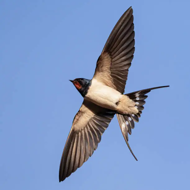 Barn Swallow (hirundo rustica) in flight in front of blue background taken in germany in mecklenburg vorpommern