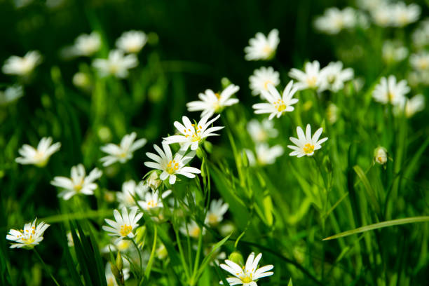 istock Meadow with white blooming Stellaria holostea 1243439614