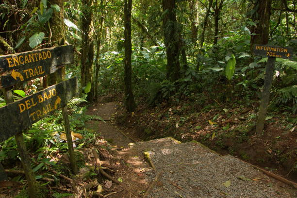 istock Hiking track in National Park Cloud Forest 1243440766