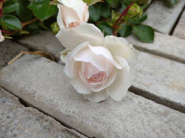 istock delicate white flower grade rose variety Swany 1243444291