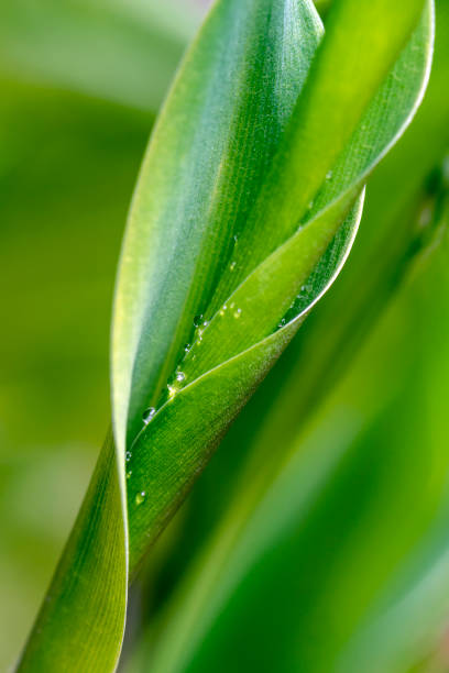 istock Lily of the valley leaves 1243444309
