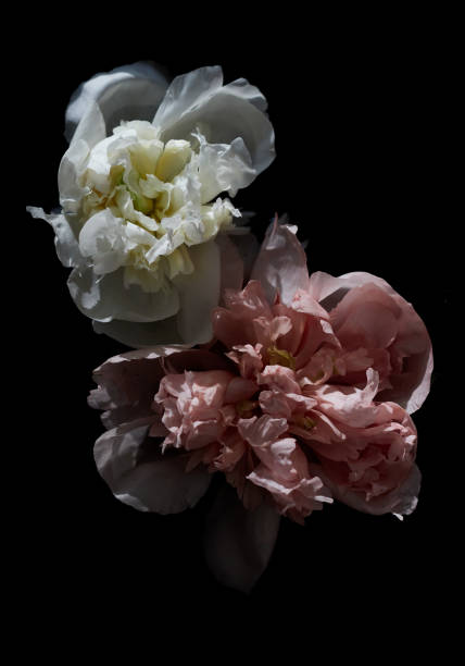 istock Pink and white Piones Dark Background hard light 1243444849