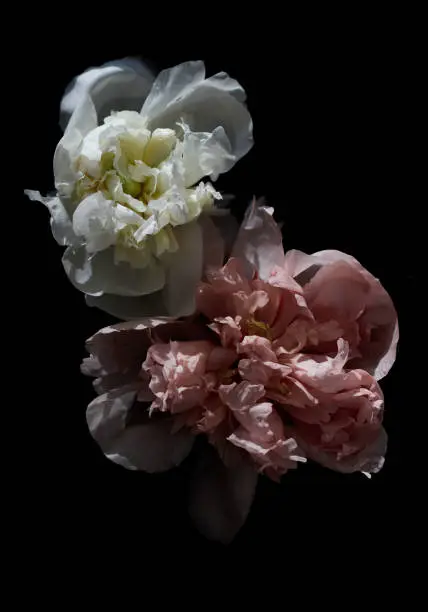 Pink and white Piones in bloom on a dark Background in hard light
