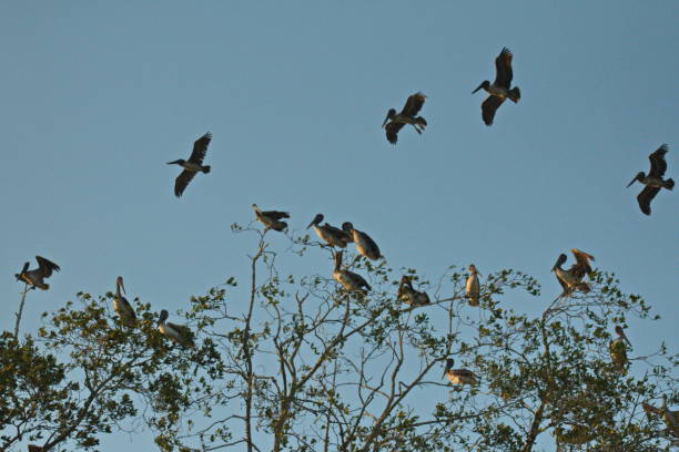 istock Brown pelicans on a tree at Rio Tarcoles 1243444881