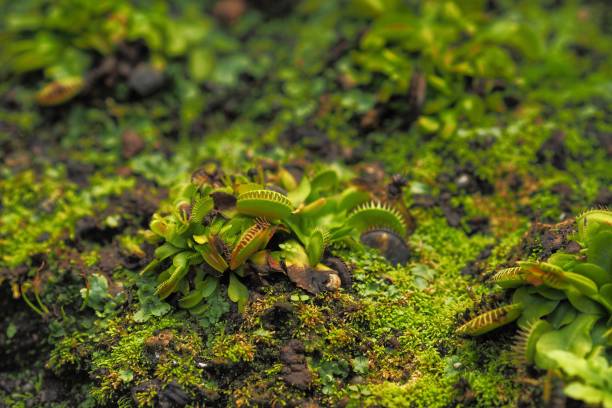 enfoque suave en small venus flytrap o dionaea muscipula en el suelo con musgo - venus fly trap fotografías e imágenes de stock