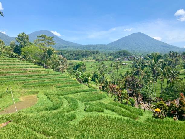 istock Rice-field in Indonesia 1243445455