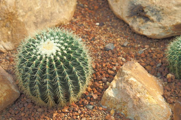 cactus de baril d’or ou grusonii d’echinocactus avec le thème de roche et de désert - grusonii photos et images de collection