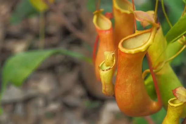Tropical pitcher plants or Nepenthes with copy space.