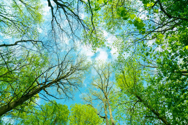 istock Looking up to the sky through trees 1243448781